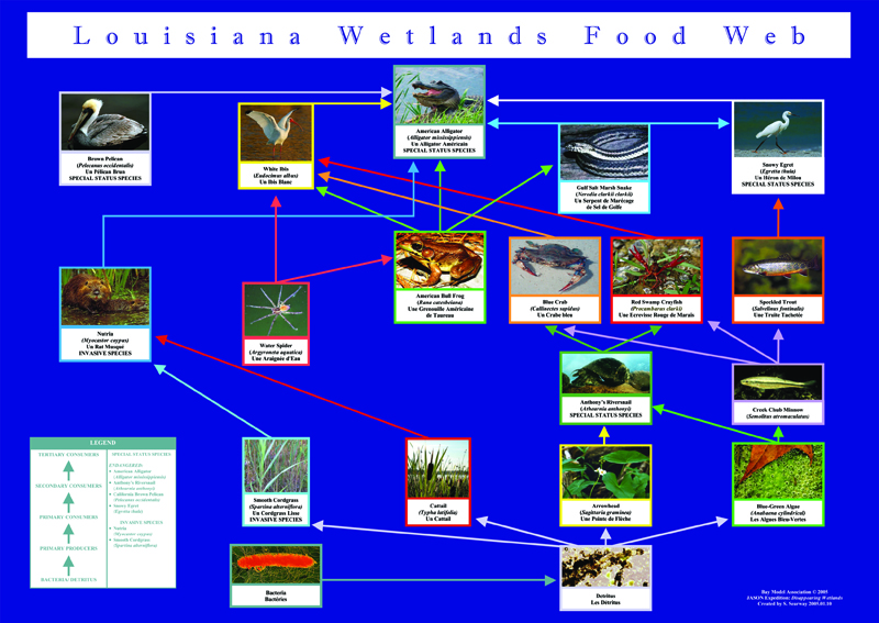 foodweb LA wetlands educational poster