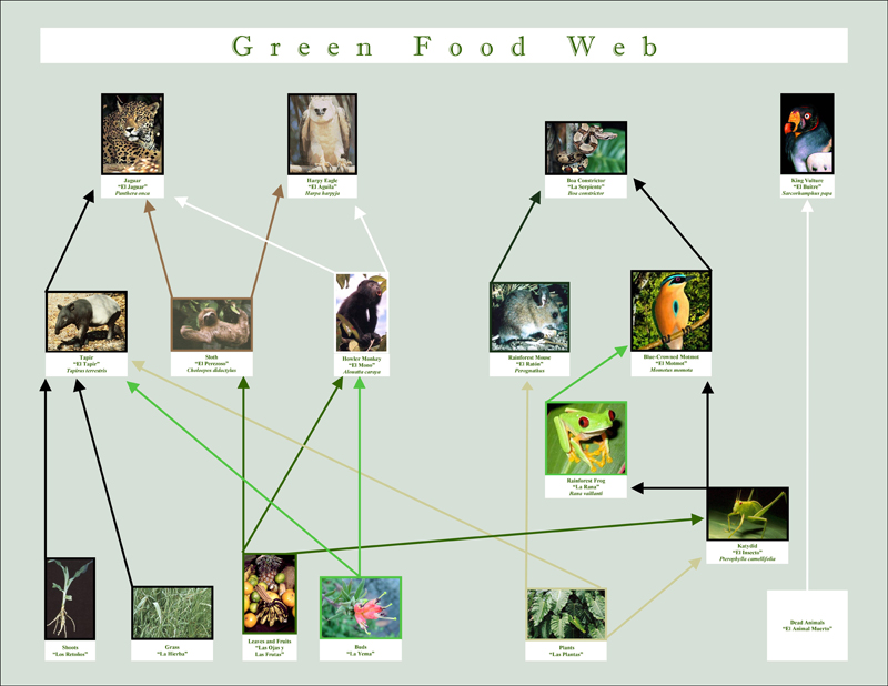 foodweb rainforest educational materials