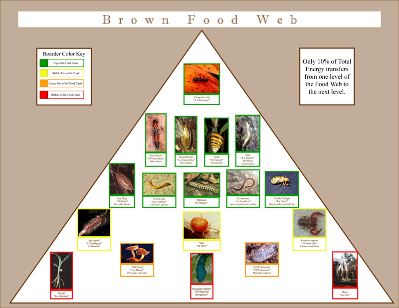foodweb rainforest poster graphic design