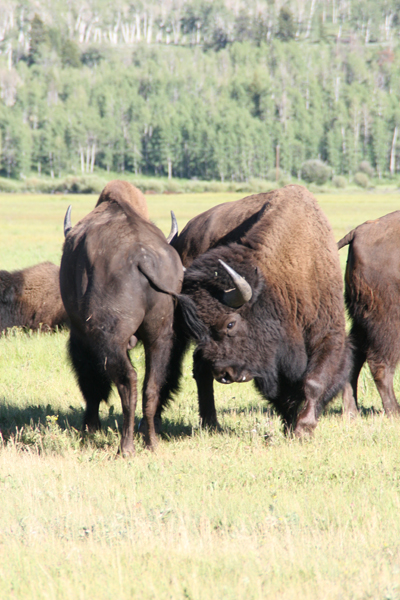 Nature's Persona - Bison Series - Susan Searway Art & Design © 2013