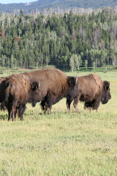 Nature's Persona - Bison Series - Susan Searway Art & Design © 2013