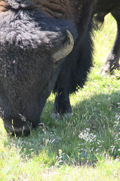 Nature's Persona - Bison Series - Susan Searway Art & Design © 2013