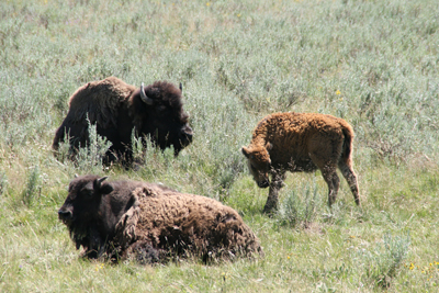 Nature's Persona - Bison Series - Susan Searway Art & Design © 2013