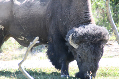 Nature's Persona - Bison Series - Susan Searway Art & Design © 2013