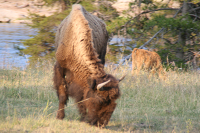 Nature's Persona - Bison Series - Susan Searway Art & Design © 2013