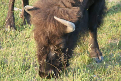 Nature's Persona - Bison Series - Susan Searway Art & Design © 2013