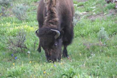 Nature's Persona - Bison Series - Susan Searway Art & Design © 2013