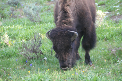 Nature's Persona - Bison Series - Susan Searway Art & Design © 2013