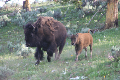 Nature's Persona - Bison Series - Susan Searway Art & Design © 2013