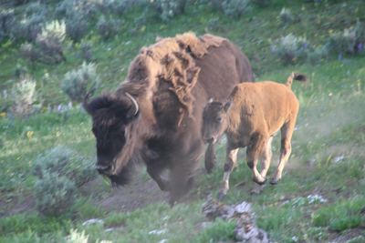 Nature's Persona - Bison Series - Susan Searway Art & Design © 2013