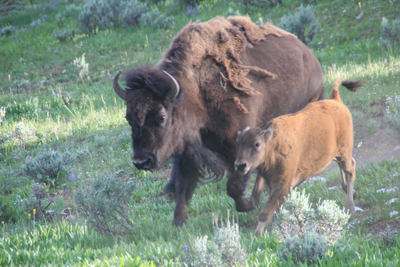 Nature's Persona - Bison Series - Susan Searway Art & Design © 2013