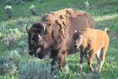 Nature's Persona - Bison Series - Susan Searway Art & Design © 2013