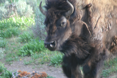 Nature's Persona - Bison Series - Susan Searway Art & Design © 2013