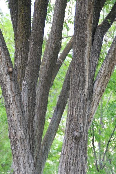 Nature's Persona - Tree Series - Susan Searway Art & Design © 2013