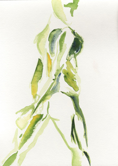 Watercolors Figure Studies - Susan Searway Art & Design © 2013