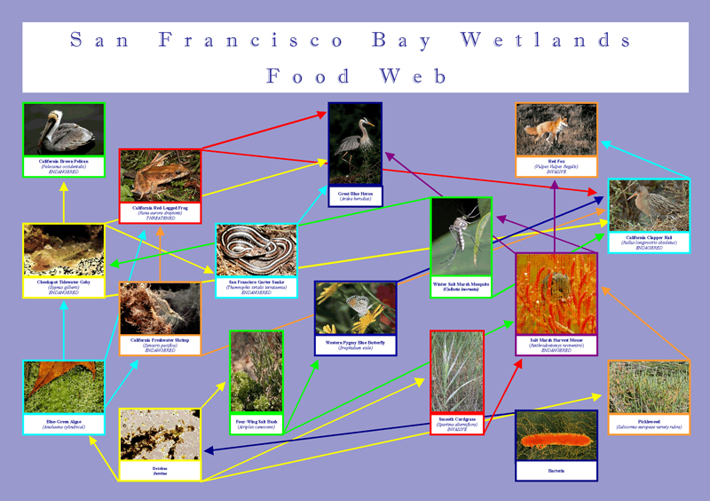 San Francisco Bay Wetlands Food Web Posters