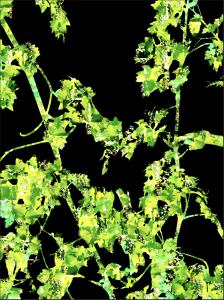 Cabernet Sauvignon Vine | Digital Art | Susan Searway-Fertig