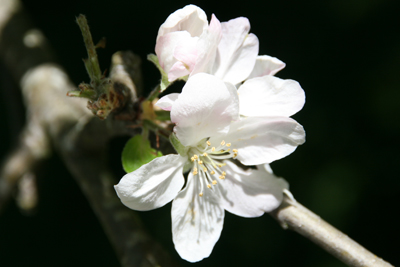Apple Tree Blossoms 2
