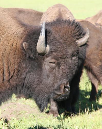 Bison | Buffalo 20