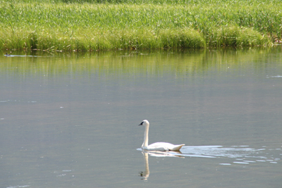 White Swans 1
