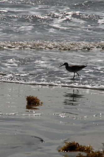 Shore Bird 1