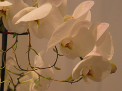 Orchids 12