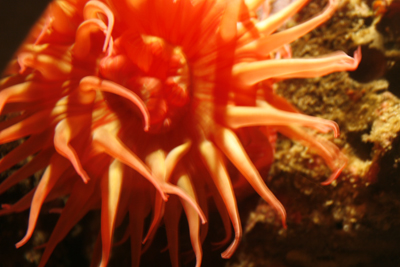 Sea Anemone 1