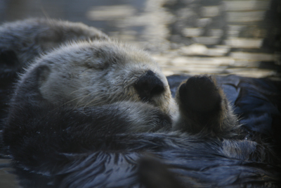 Sea Otters 4