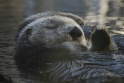 Sea Otters 3