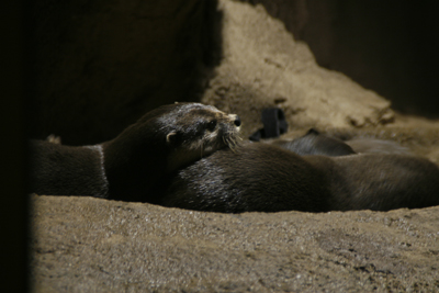 River Otters 2